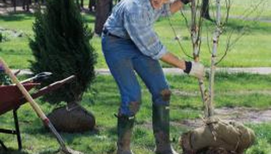 Plant your dogwood in free-draining, slightly acid soil. Plant your dogwood in free-draining, slightly acid soil.