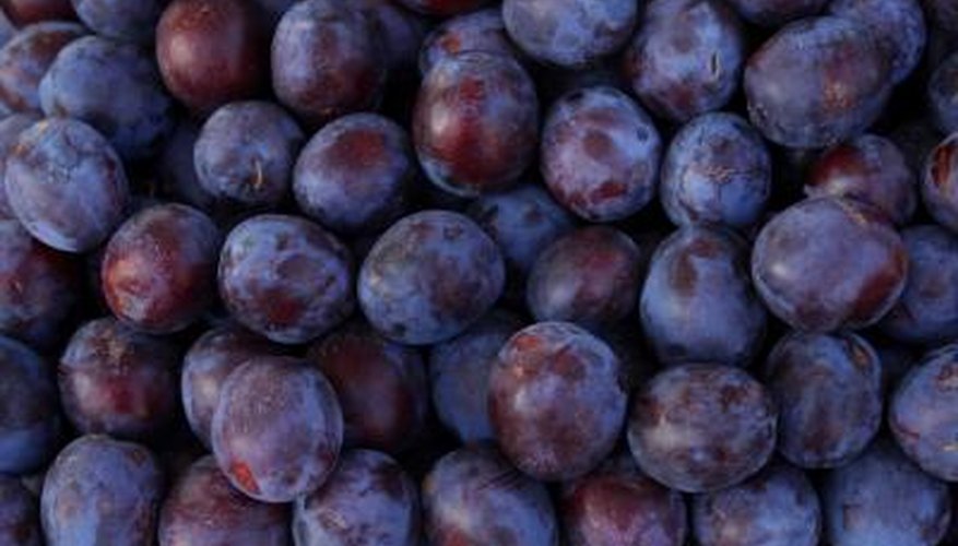 Plum Plum