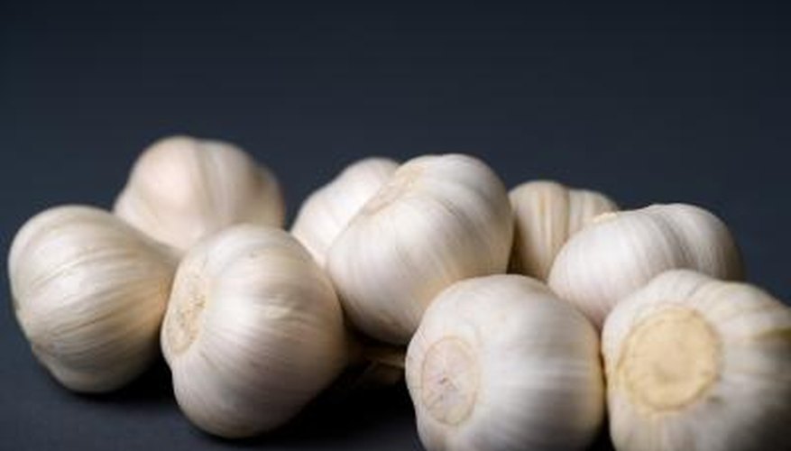 Garlic Garlic