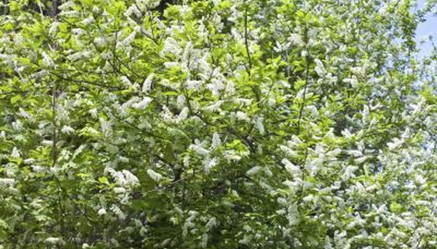 Hackberry shrub Hackberry shrub