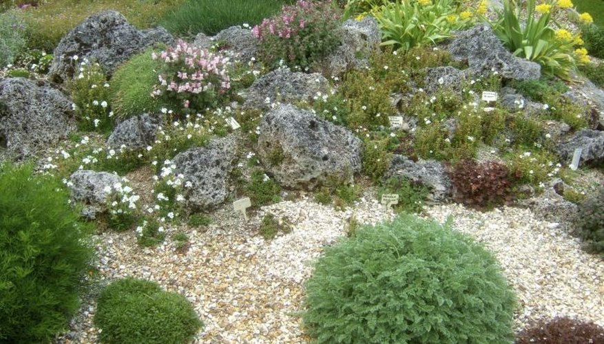 An alpine garden with rock mulch. An alpine garden with rock mulch.