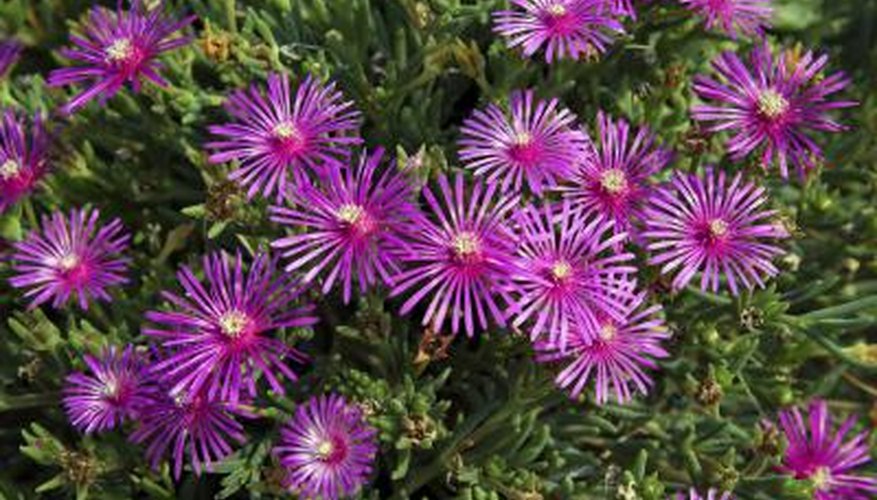 Purple delosperma flowers. Purple delosperma flowers.