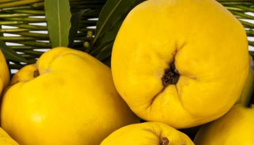 Smell the quince. Smell the quince.