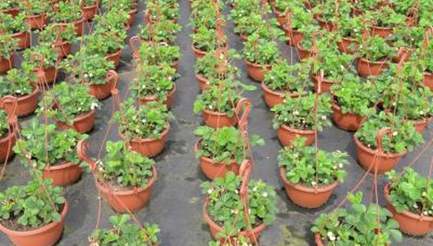 Strawberry plants in hanging baskets for wholesale. Strawberry plants in hanging baskets for wholesale.
