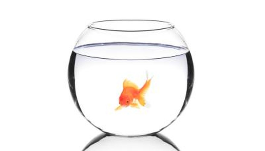 You may win a live fish. You may win a live fish.