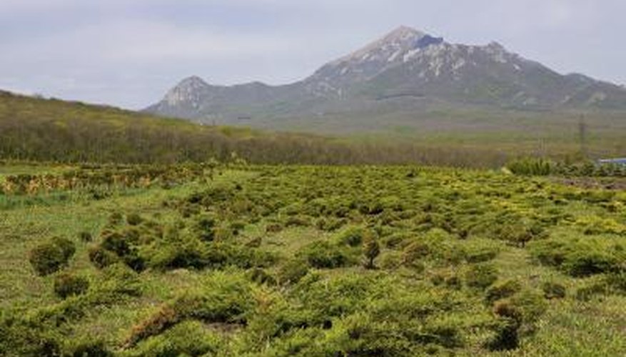 Juniper bushes growing in a valley. Juniper bushes growing in a valley.