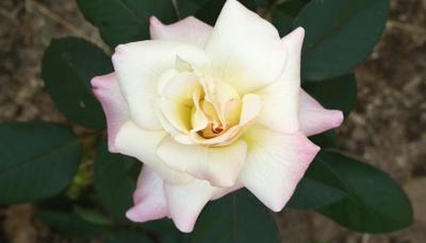 Miniature roses require less room, water and fertilizer. Miniature roses require less room, water and fertilizer.