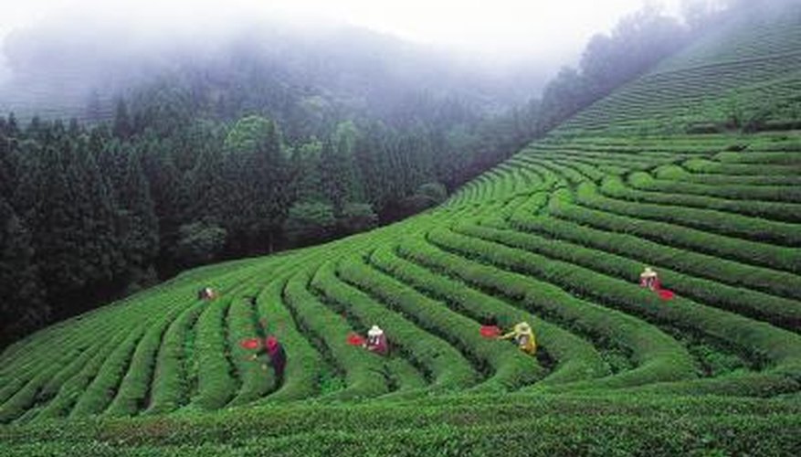Tea plantation Tea plantation
