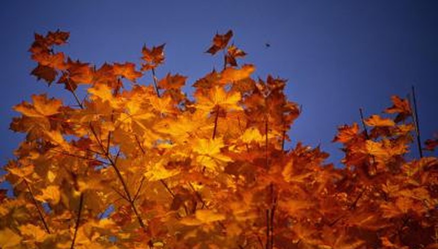 Many maples have orange fall color. Many maples have orange fall color.