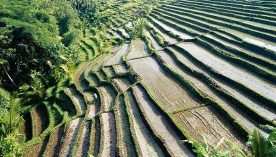 Indian soils support crops such as rice, tea and sugarcane. Indian soils support crops such as rice, tea and sugarcane.