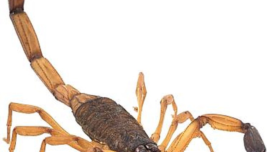 Scorpion with Dark Pedipalps. Scorpion with Dark Pedipalps.
