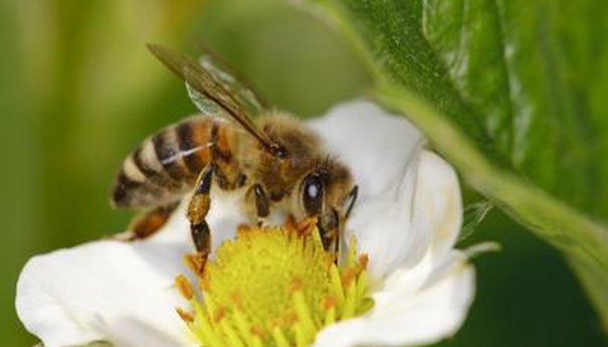 Bee on flower Bee on flower