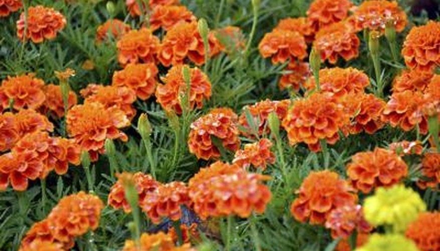 Marigolds Marigolds