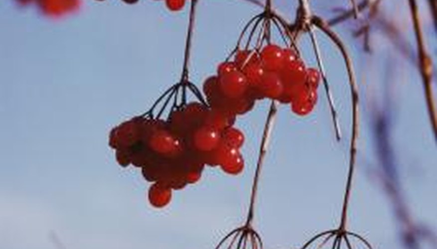 Cherries are very easy to grow in Oregon. Cherries are very easy to grow in Oregon.