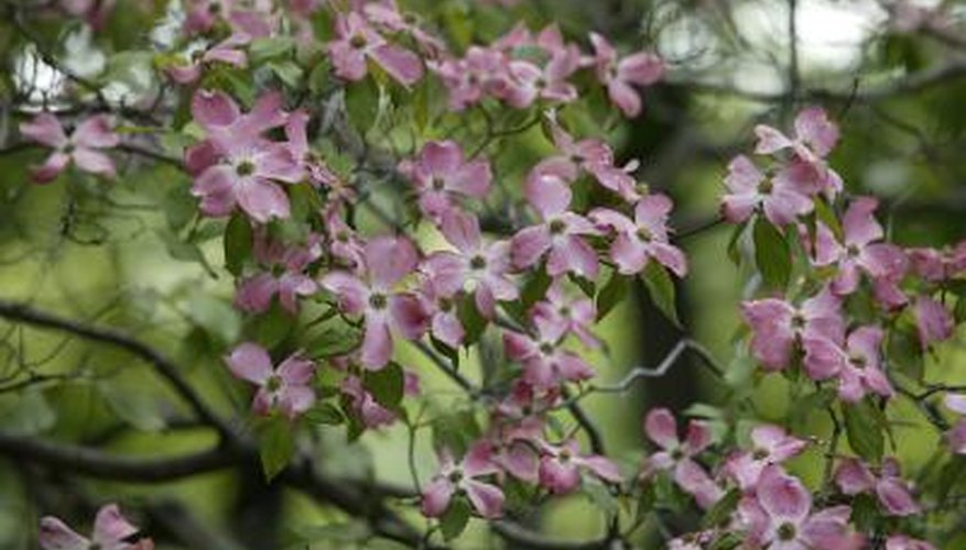 Dogwood tree trimming can fall in the lower cost range. Dogwood tree trimming can fall in the lower cost range.