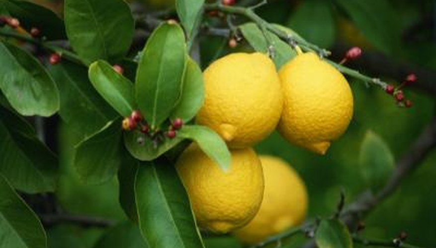 Lemon trees may reach 30 feet tall. Lemon trees may reach 30 feet tall.