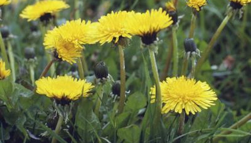 Dandelion Dandelion
