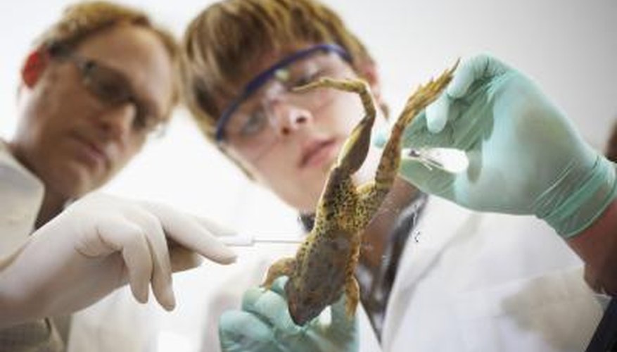 High school biology students often dissect frogs in class. High school biology students often dissect frogs in class.