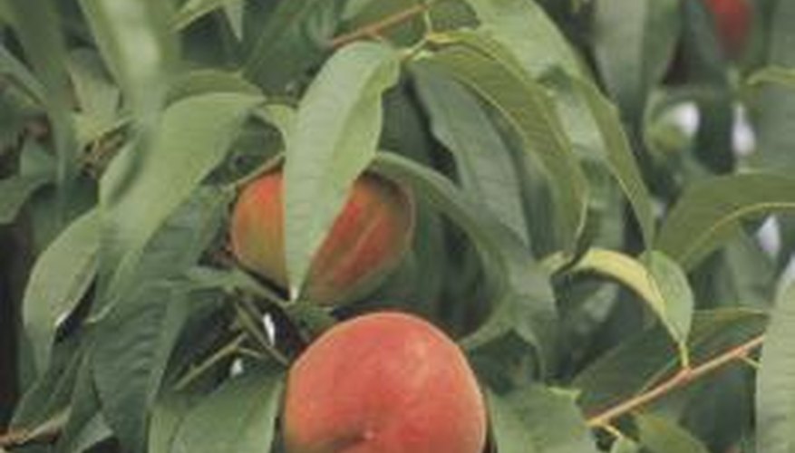 Peaches can be eaten fresh or preserved. Peaches can be eaten fresh or preserved.