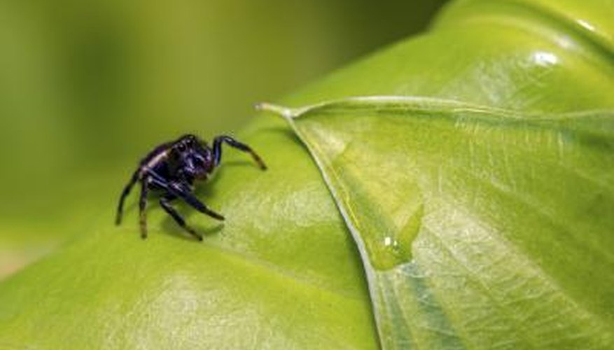 Jumping spider Jumping spider