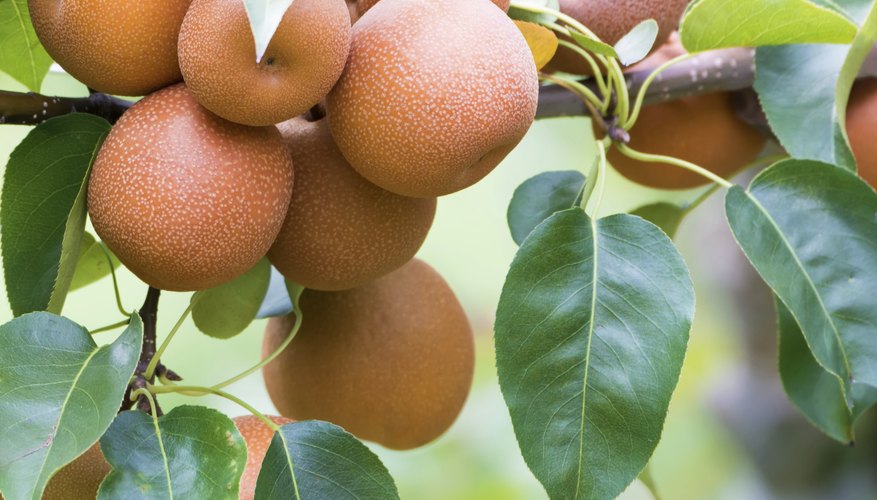 Asian pear trees are sometimes called Asian pear trees are sometimes called