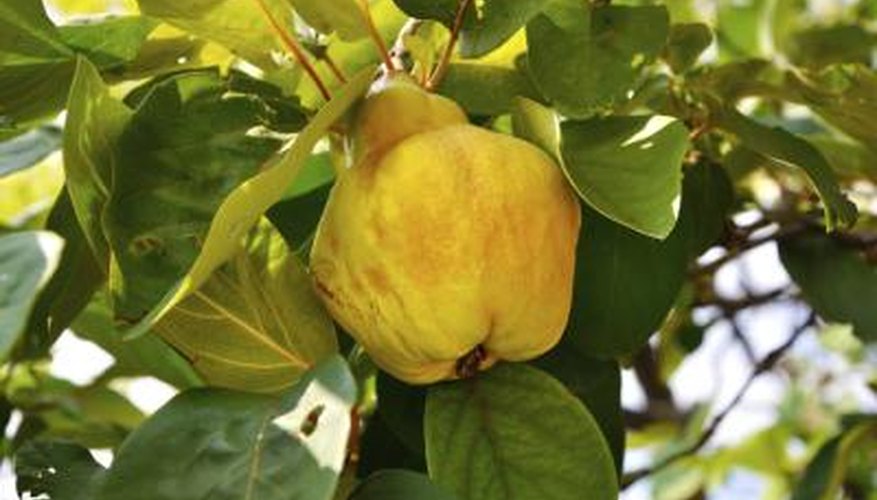 Quince yellow as they ripen. Quince yellow as they ripen.