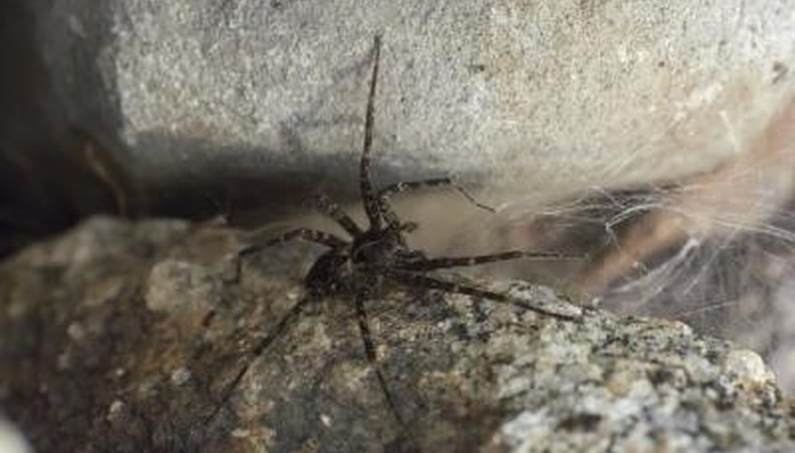 A Dolomedes tenebrosus spider. A Dolomedes tenebrosus spider.