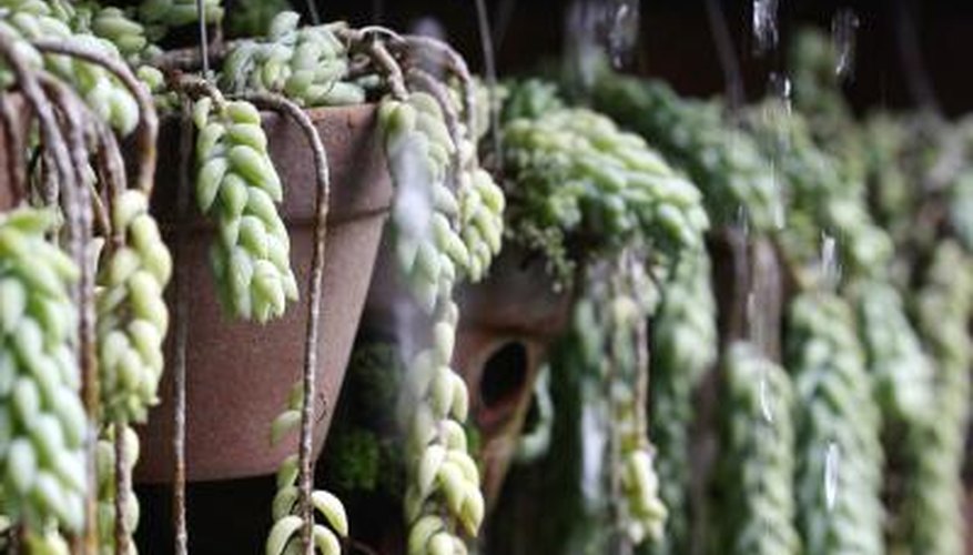 A close-up of hanging Burro's tail plants in pots. A close-up of hanging Burro's tail plants in pots.