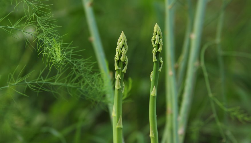 Asparagus plants provide spears with a ferny backdrop. Asparagus plants provide spears with a ferny backdrop.