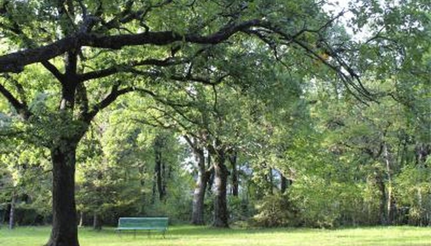 Black Oak tree. Black Oak tree.