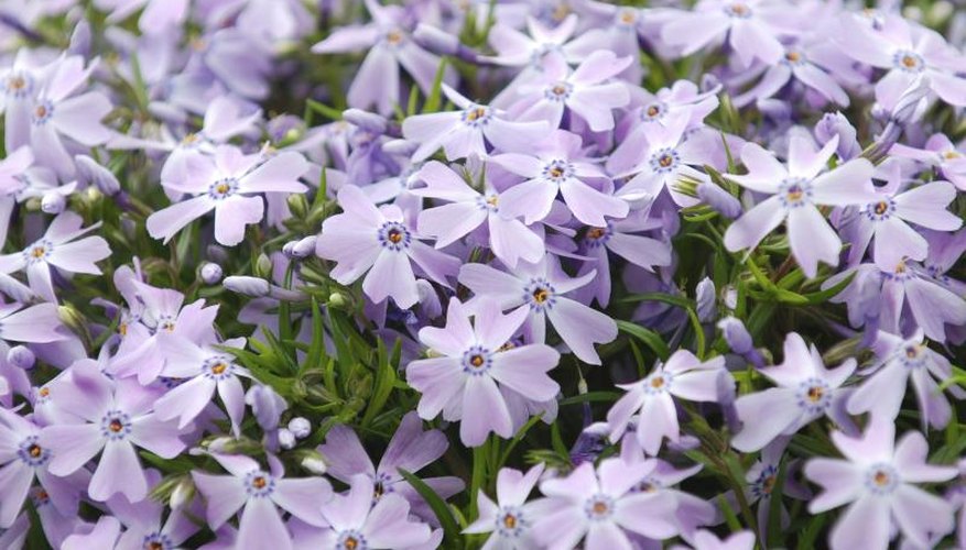 Wild blue phlox flowers blooming in a field. Wild blue phlox flowers blooming in a field.