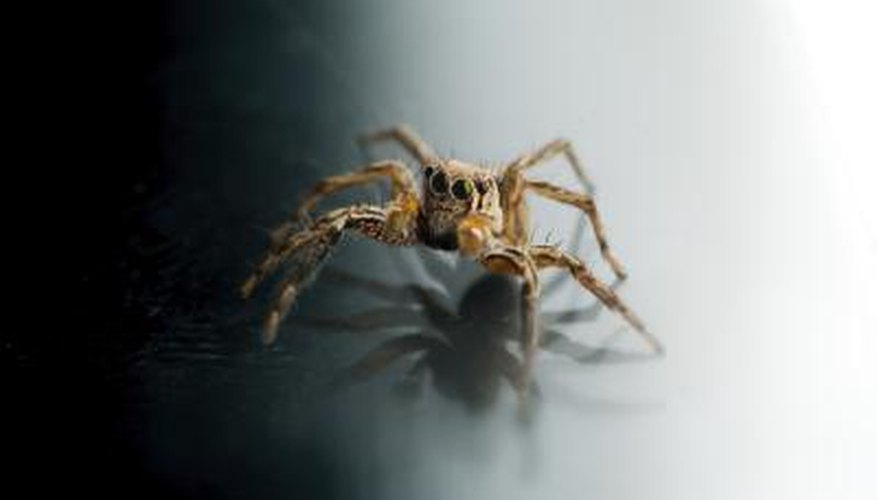 Jumping spider. Jumping spider.