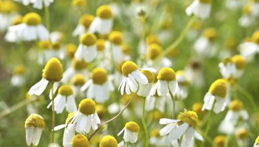 Chamomile field Chamomile field