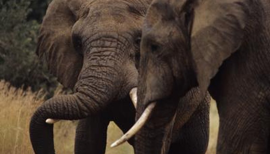 Animals are frequently overhunted, sometimes for their horns. Animals are frequently overhunted, sometimes for their horns.