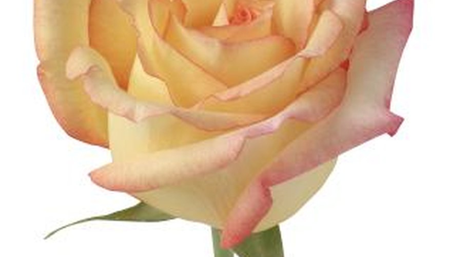 Rose colors are often influenced by the heat. Rose colors are often influenced by the heat.