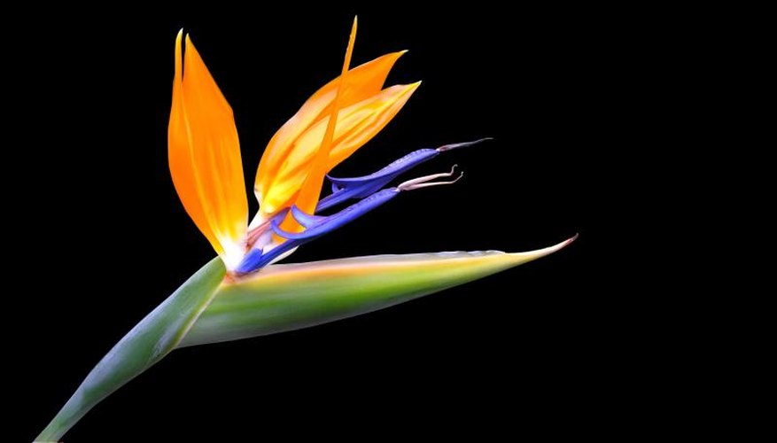 A close-up of a yellow bird of paradise flower. A close-up of a yellow bird of paradise flower.