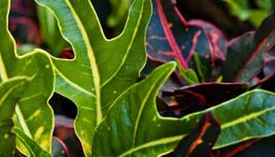 Crotons will brighten the area with colorful leaves. Crotons will brighten the area with colorful leaves.