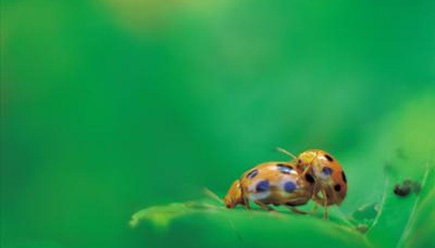 Difference Between Male & Female Ladybugs | Sciencing