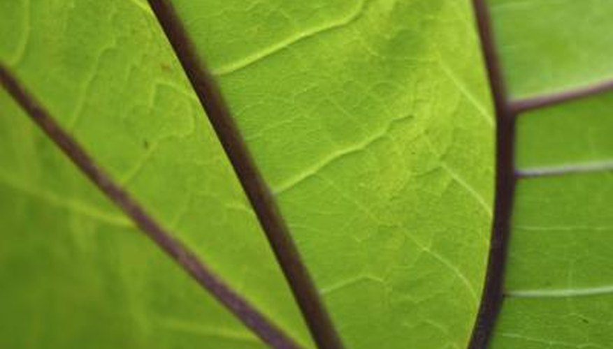 Close up of a green leaf. Close up of a green leaf.