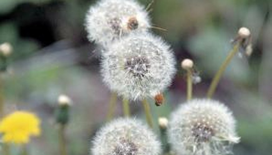 Dandelions Dandelions