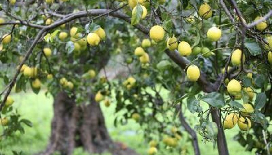 A meyer lemon tree is full of ripe lemons. A meyer lemon tree is full of ripe lemons.