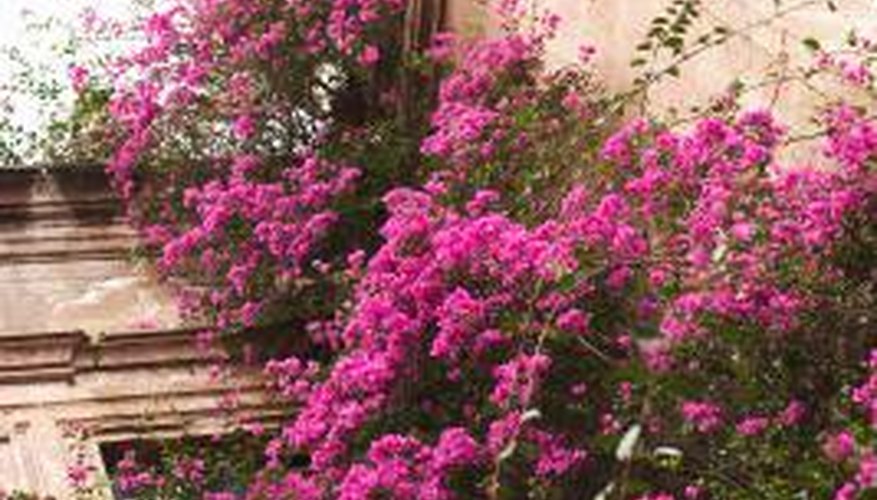 Bougainvillea flower in afternoon sun. Bougainvillea flower in afternoon sun.