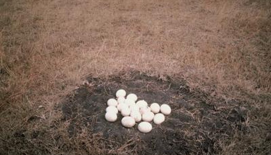 White bird eggs on ground. White bird eggs on ground.