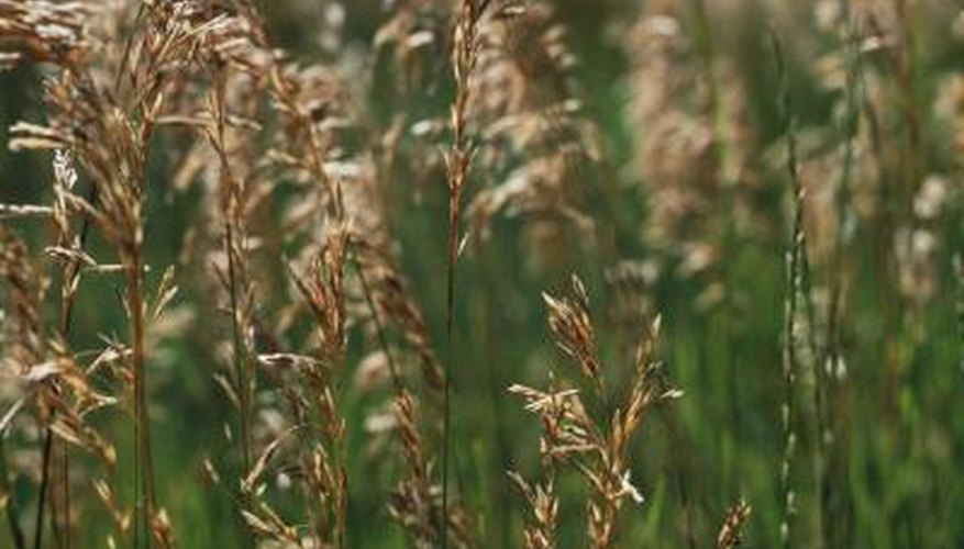 Look for weeds with single, long, narrow leaves containing veins that run parallel to each other called monocots. Look for weeds with single, long, narrow leaves containing veins that run parallel to each other called monocots.