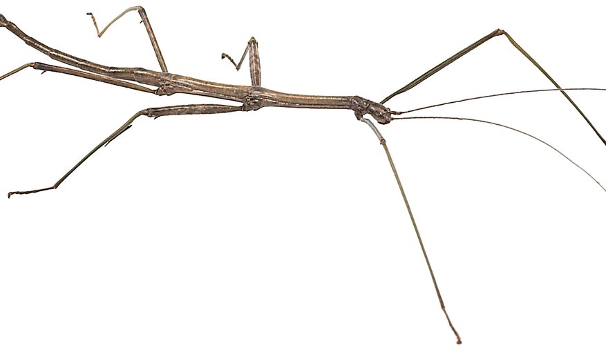 Stick insects use camouflage to hide among tree branches. Stick insects use camouflage to hide among tree branches.