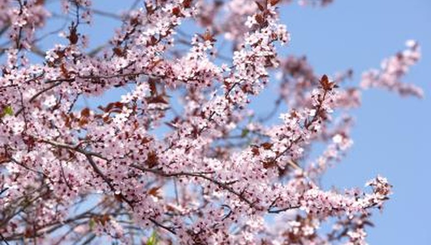 A cherry tree produces fruits while its leaves change color in fall. A cherry tree produces fruits while its leaves change color in fall.