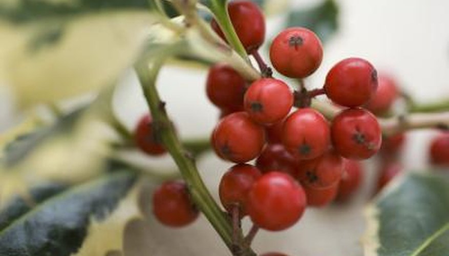 Close up of holly berries. Close up of holly berries.