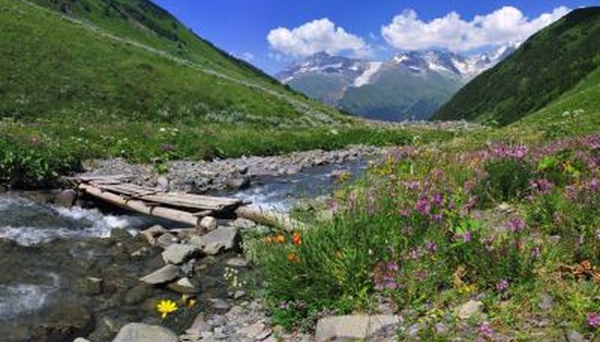 Temperate Woodland & Shrubland Flowers Sciencing