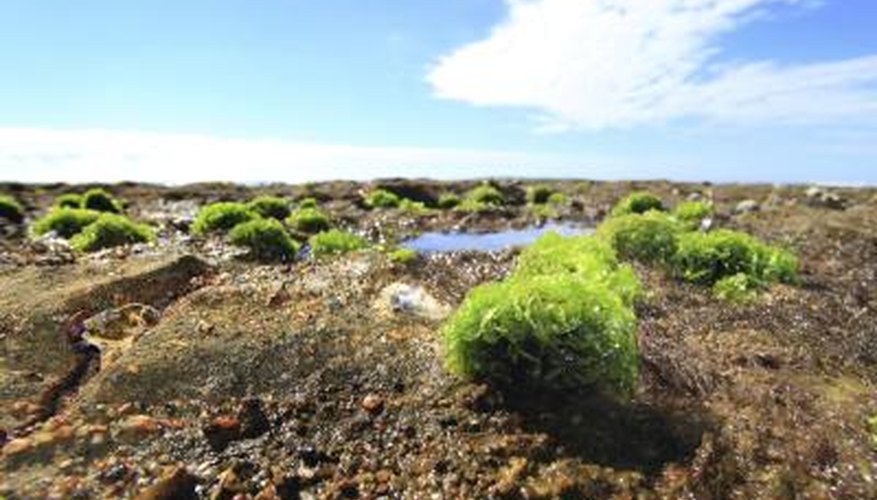 Sea lettuce that has grown onto a rock Sea lettuce that has grown onto a rock