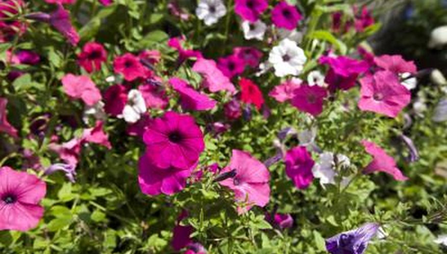 multi-colored nemesia multi-colored nemesia